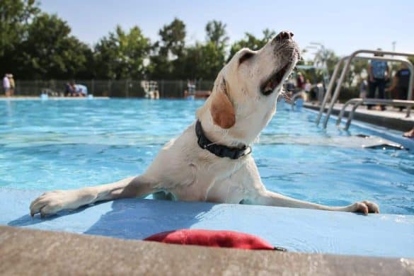 Ein Hund im Pool, allerdings nicht im Weinlandbad