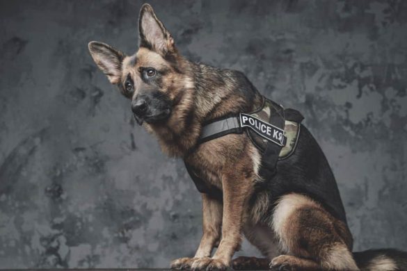 Ein Schäferhund mit Polizeigeschirr sieht traurig in die Kamera.