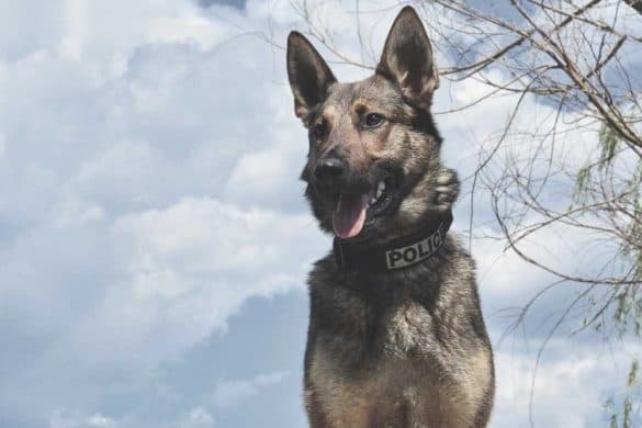 Ein Polizeihund vor einem wolkenverhangenen Hintergrund.