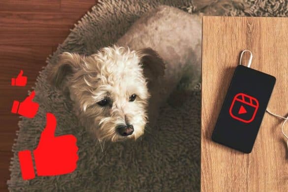 Ein Hund sieht traurig auf ein Handy, auf welchem aber nicht TikTok läuft, und ist von roten Likes umgeben.