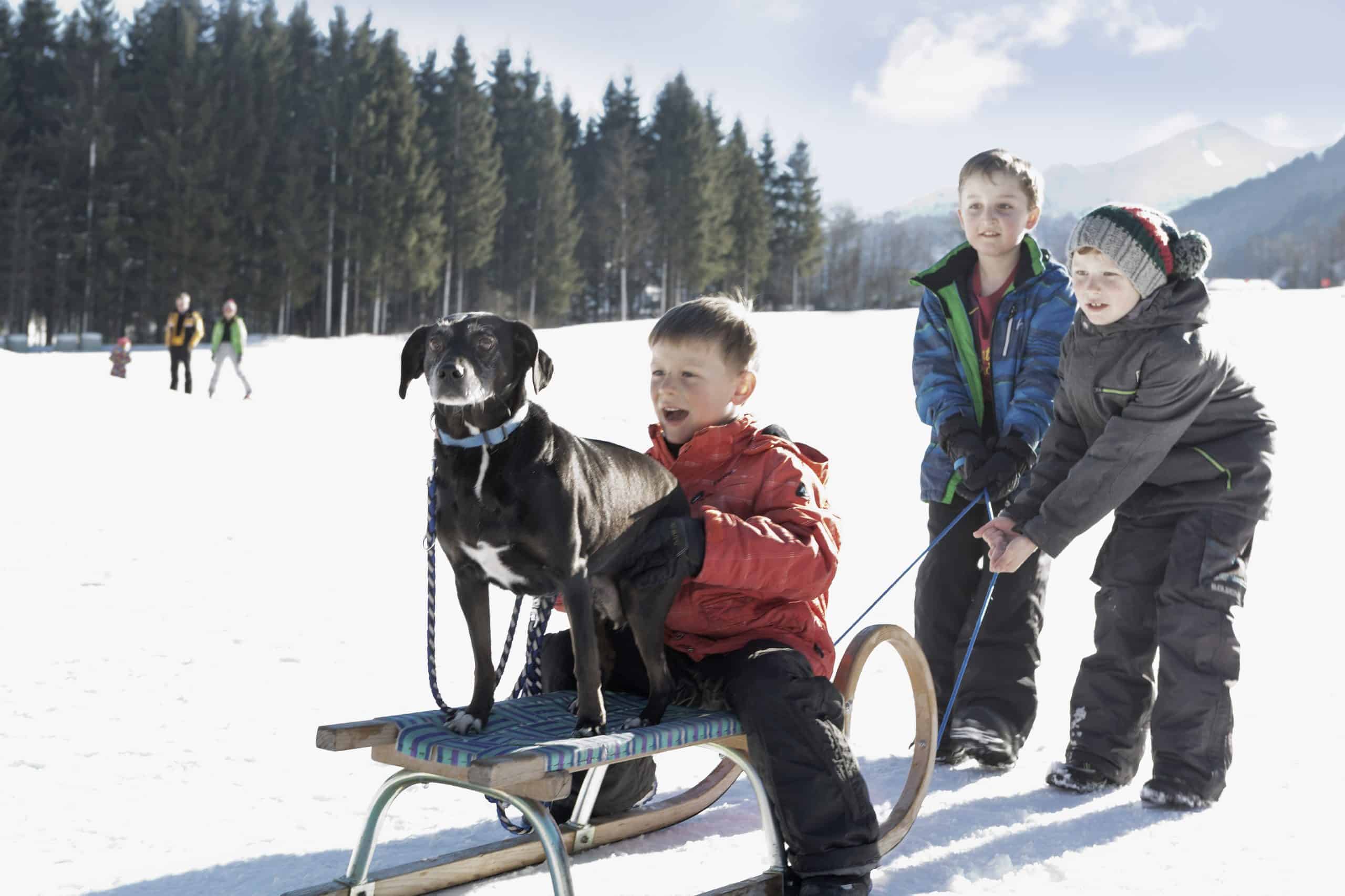 Drei Kinder und ein Hund spielen im Schnee mit einem Schlitten.