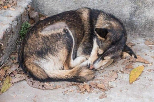 Ein Schäferhund zusammengerollt auf dem Boden.