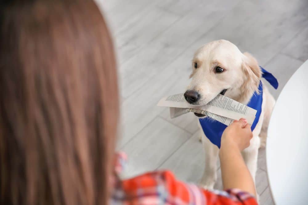EIn Hund bringt zur Beschäftigung eine Zeitung zu seinem Frauchen.