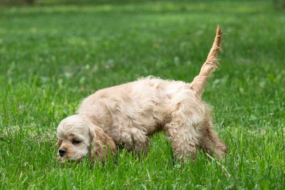 Ein Hund schnüffelt im hohen Gras.