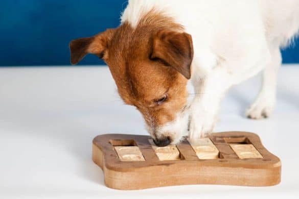 Ein Hund macht Beschäftigung mit einem Holzspielzeug.