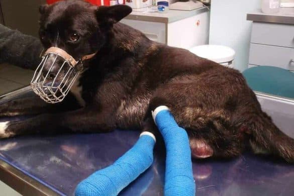 Der gelähmte Hund Rocky mit eingebundenen Beinen auf dem Behandlungstisch.