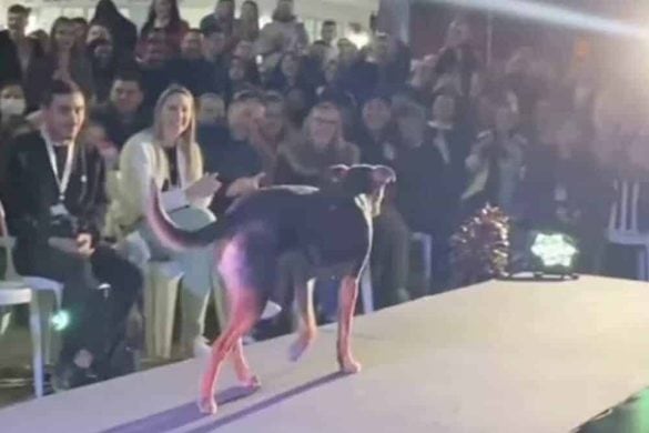 Ein Hund läuft über den Catwalk bei einem Schönheistwettbewerb.