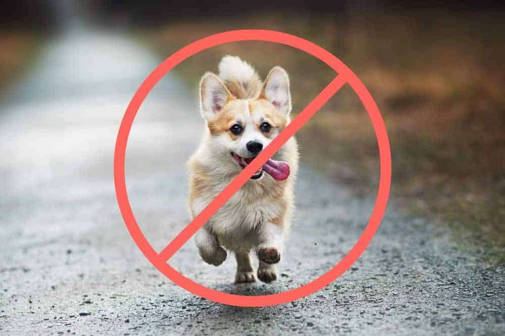 Ein durch den Regen laufender Corgi ist rot durchgestrichen.