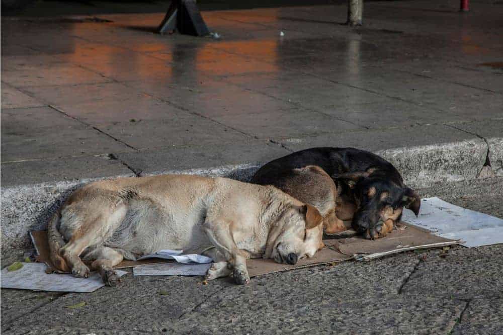 Streunende Hunde schlafen auf einem Stück Pappe auf der Straße.