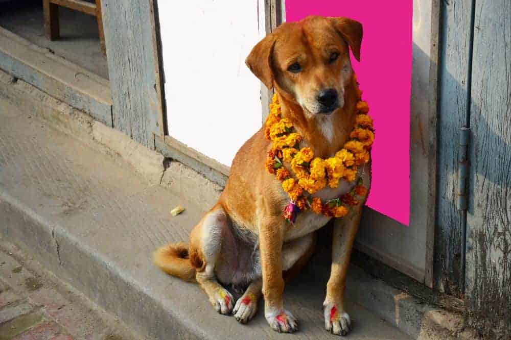 Ein geschmückter Hund an Kukur Tihar, dem Hundefeiertag in Nepal.