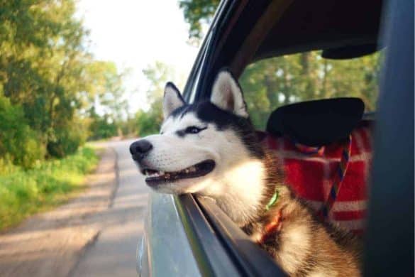 Ein Hund schaut aus dem Autofenster und symbolisiert das Verreisen mit Hund.