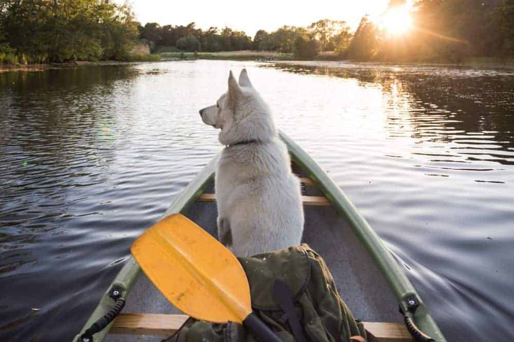 Ein Hund sitzt in einem Boot und schaut auf das Wasser.