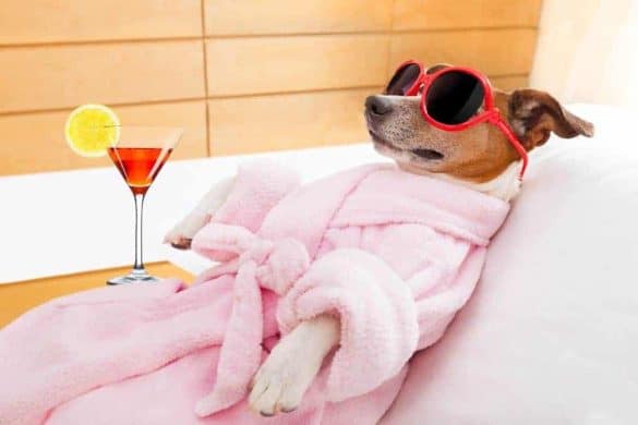 Hund liegt im Bademantel auf einer Liege und hat eine Sonnenbrille auf.