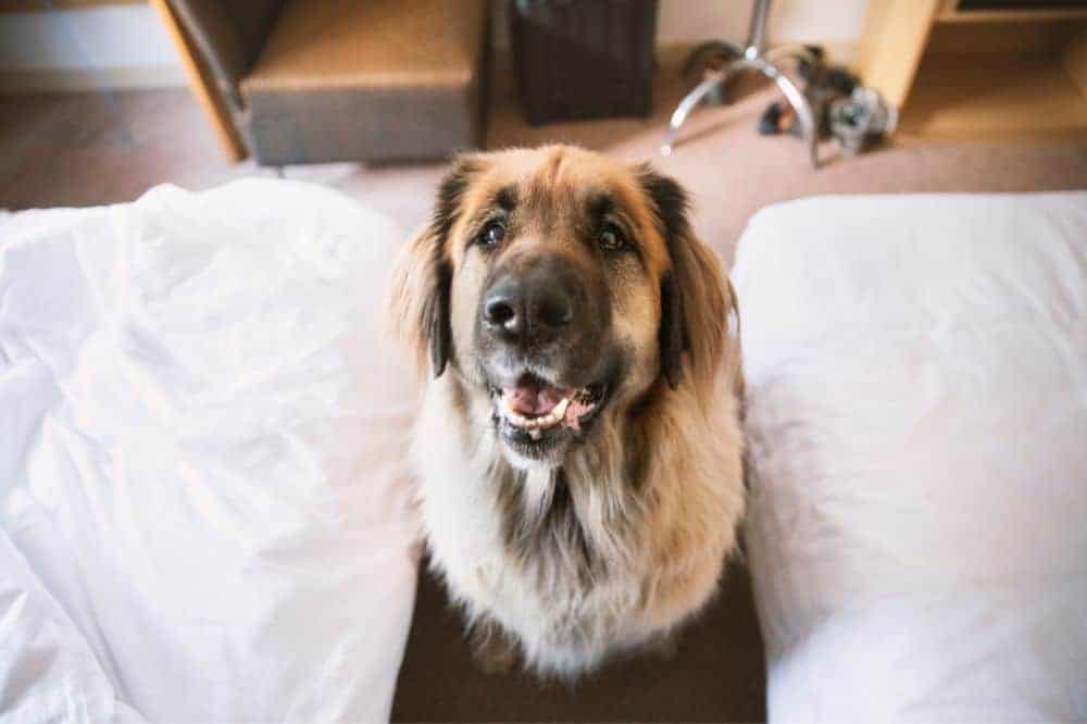 Ein Hund steht zwischen zwei Hotelbetten.