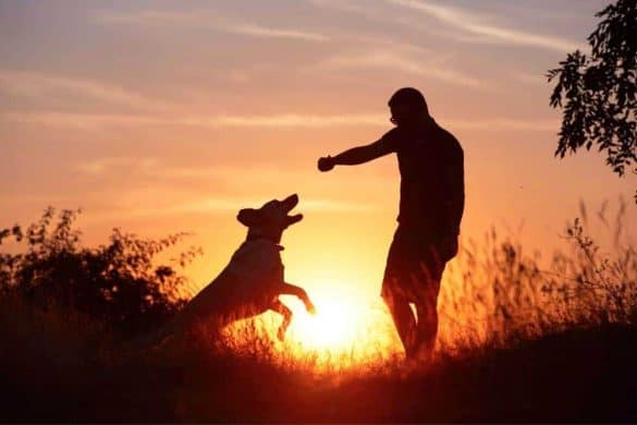 Hund und Herrchen spielen miteinander und im Hintergrund geht die Sonne unter.