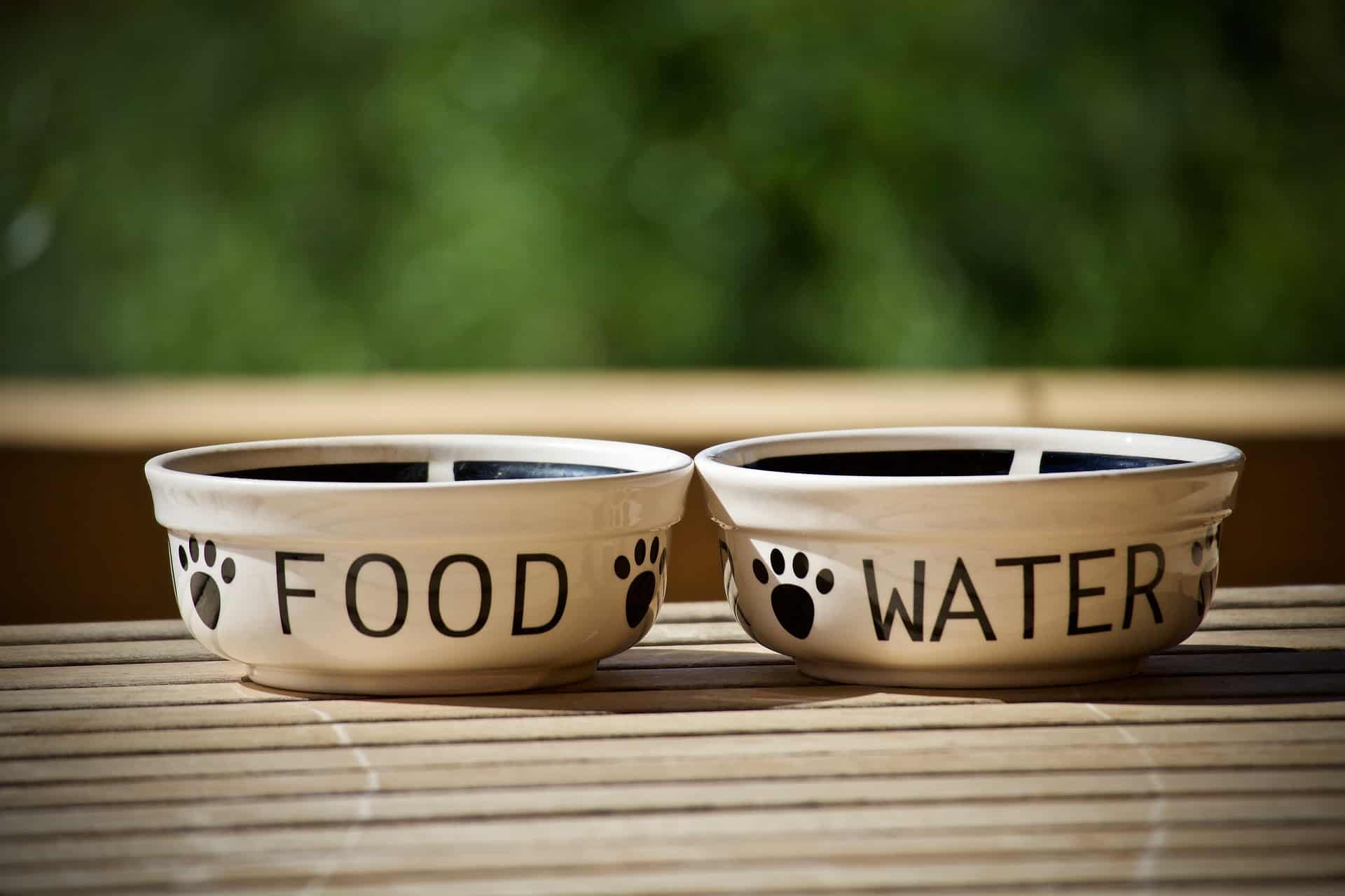 Näpfe für Futter und Wasser für ein entspanntes Verreisen mit dem Hund. /Foto: Luisella Planeta (pixabay)