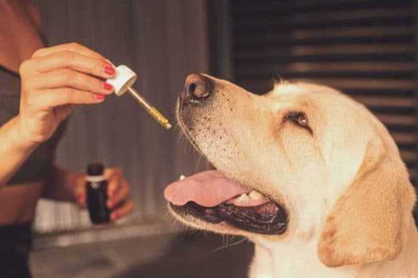 Hanftropfen für Hunde. CBD Öl wird einem Hund mittels Pipette eingegeben. /Foto: Erin_Hinterland (pixabay)
