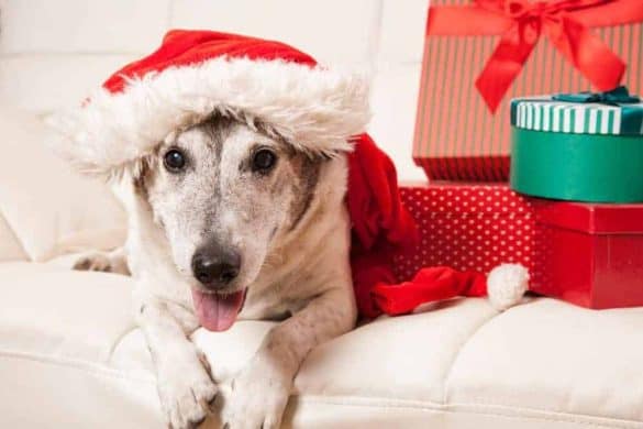 Ein Hund liegt neben einem Stapel Weihnachtsgeschenk für Hunde.