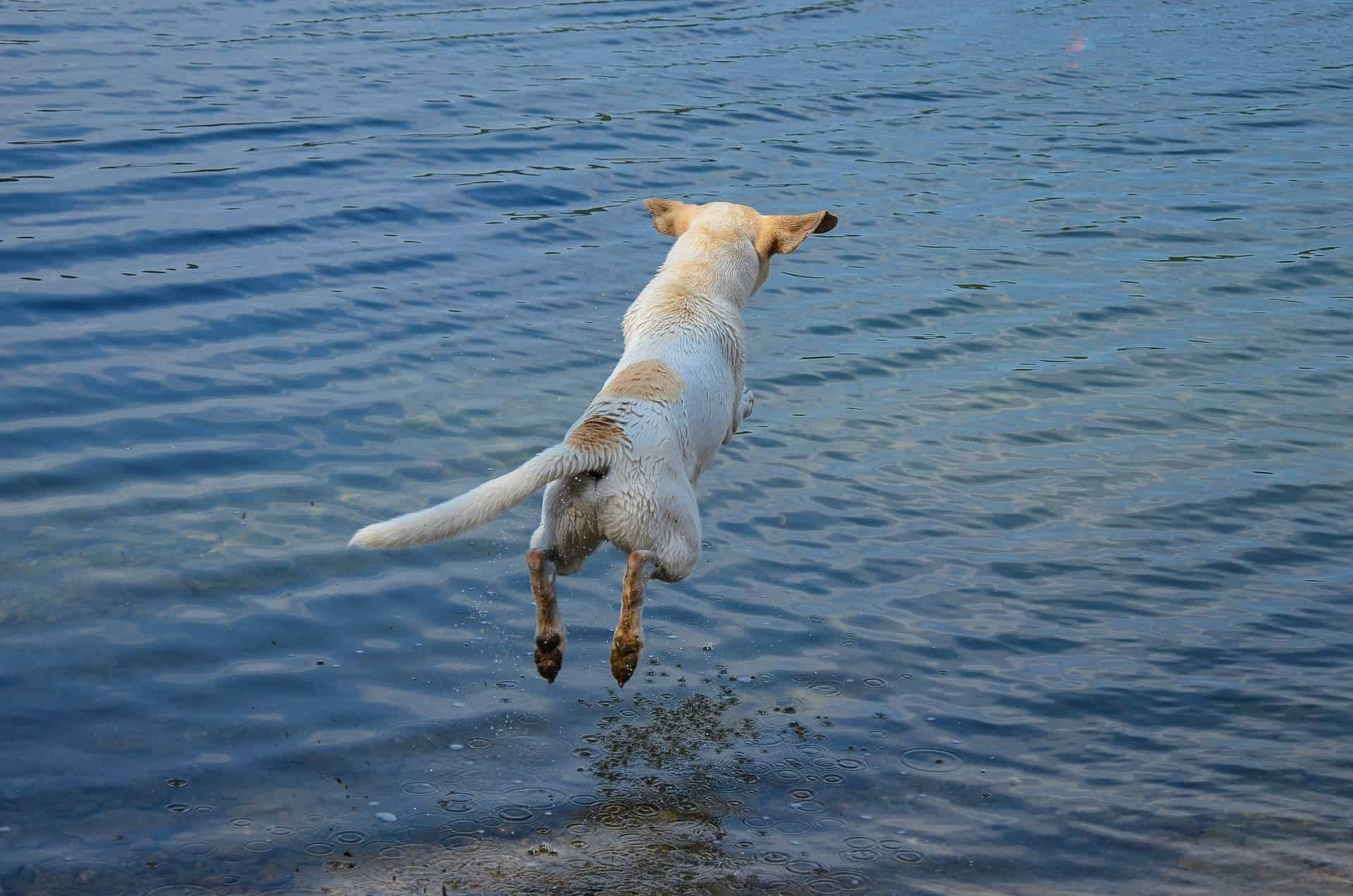 Familienmitglieder mit Herz, Hund springt ins Wasser. /Foto: Andrea Bohl (Pixabay)