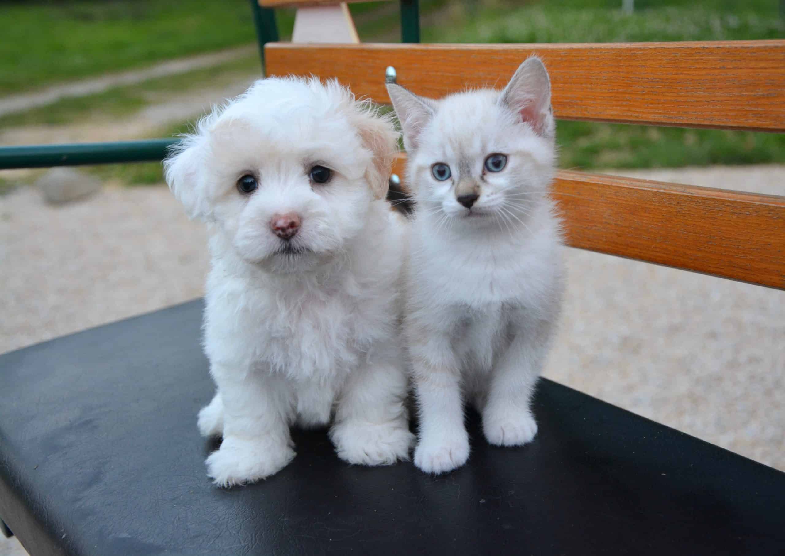 Tiertrainer unterstützen bei der Wahl des Haustieres, Hund und Katze, Welpe. /Foto: pixabay