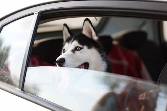 Verreisen mit Hund, Hund fährt im Auto mit bei offenem Fenster. /Foto: anvel (pixabay)