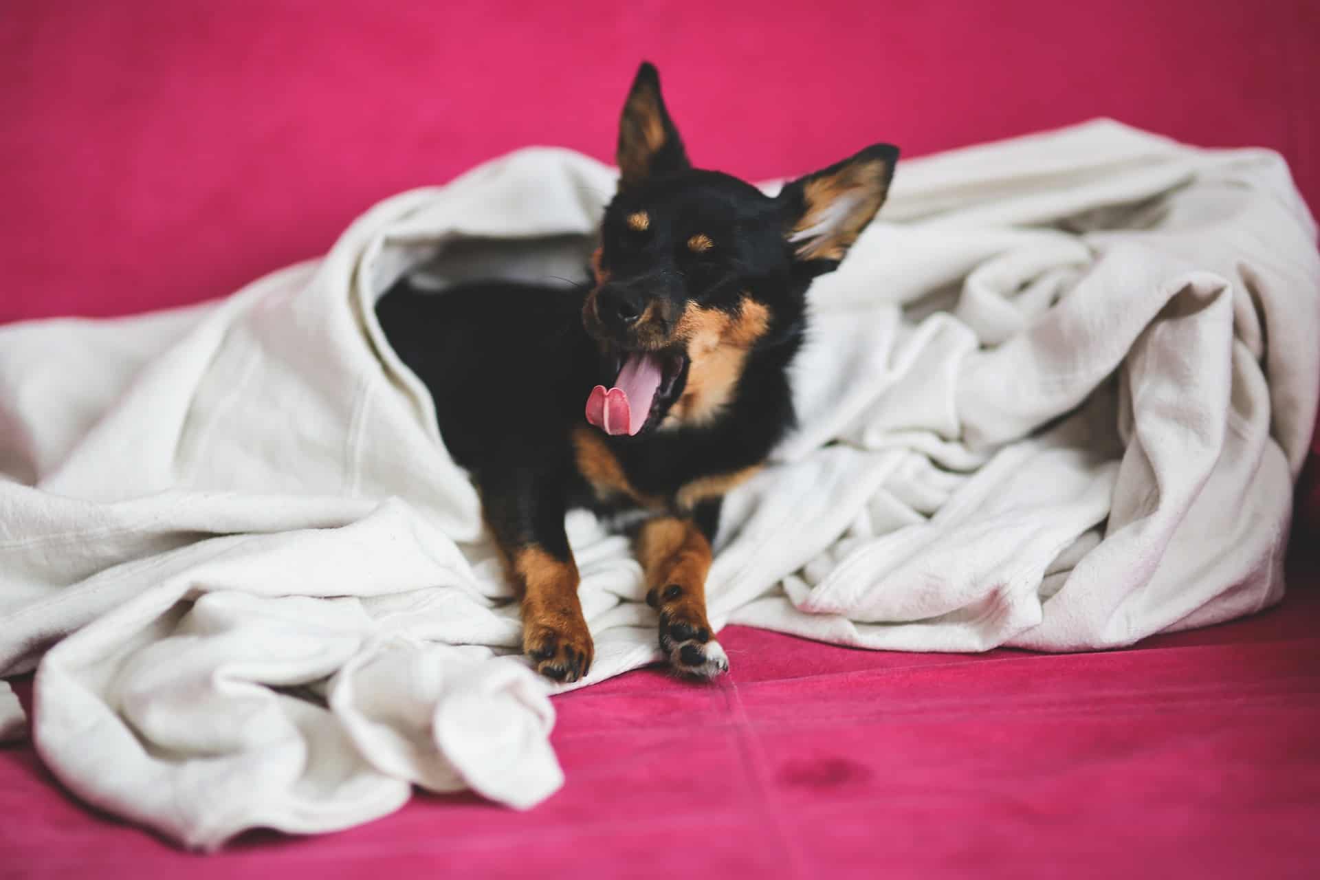 Hund gähnt herzhaft, eingekuschelt in eine Decke. /Foto: Karolina Grabowska (pixabay)