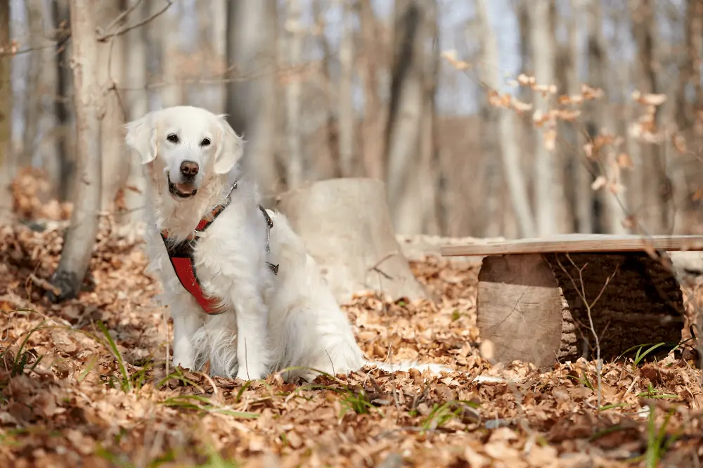 Ein Hund sitzt im Wald auf dem Laubboden.
