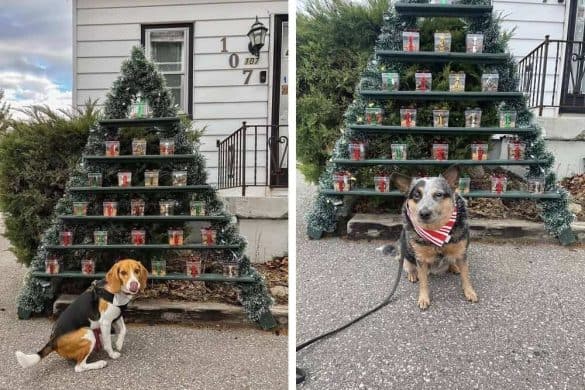 Auf zwei Bildern ist ein Regal in Weihnachtsbaumform zu sehen, auf dem nummerierte Leckerli-Behälter stehen als Adventskalender für Hunde.