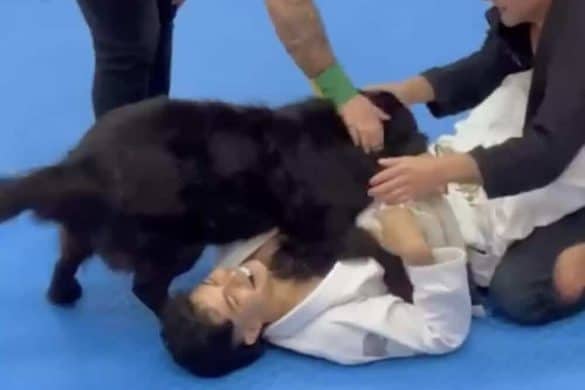 Der Hund trennte die beiden Jiujitsu-Kämpfer beim Kampfsport-Turnier.