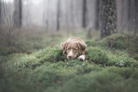 Ein Hund liegt traurig auf einem Moosbett im Wald.