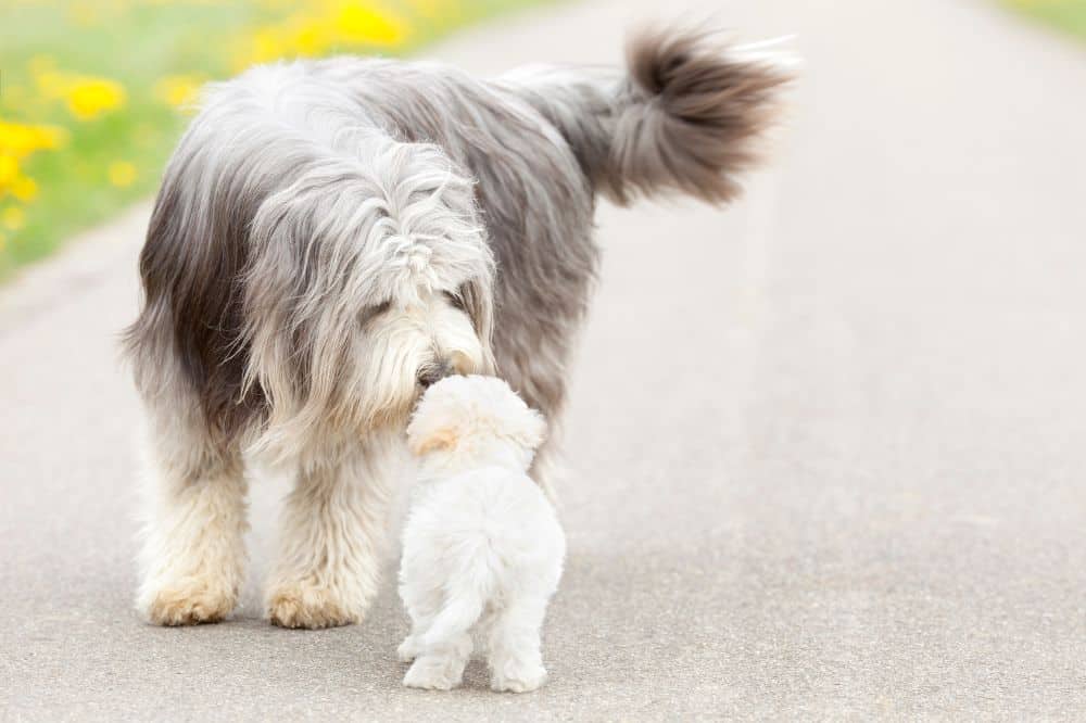 Ein großer Hund mehr als ein kleiner Hund beschnüffeln einander.