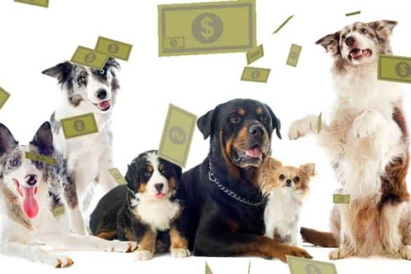 Hunde verschiedener Rassen vor einem Geldregen repräsentieren die Frage: Kostet ein großer Hund mehr als ein kleiner?