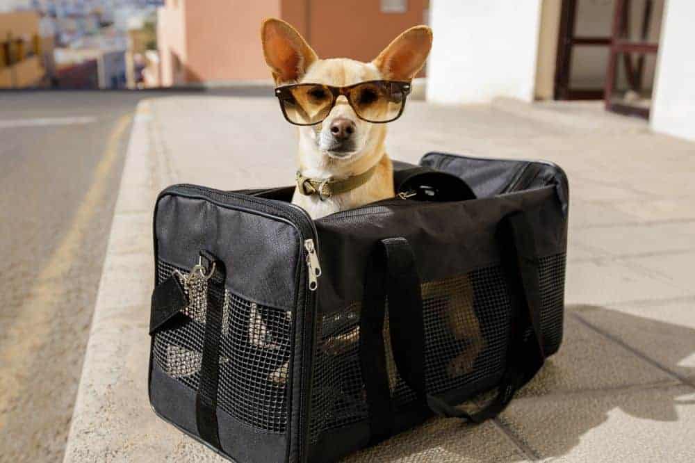 Auch im Transport kostet ein großer Hund mehr als ein kleiner.