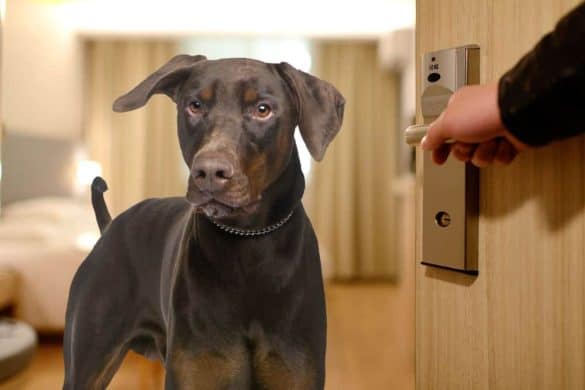 Ein Hund im Hotel bei offener Tür.
