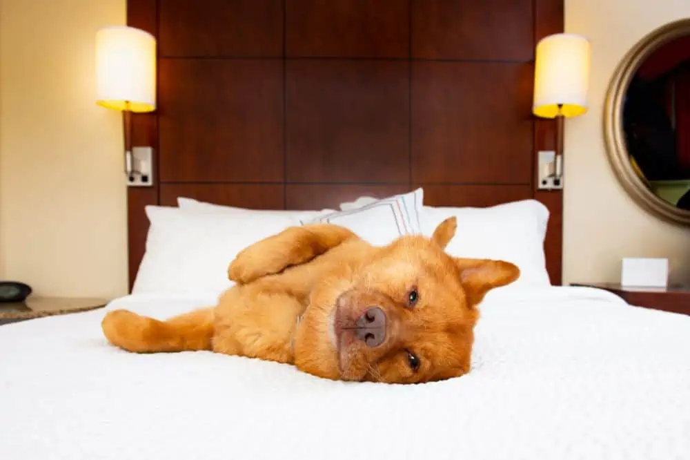 Ein Hund im Hotel liegt auf dem Bett.