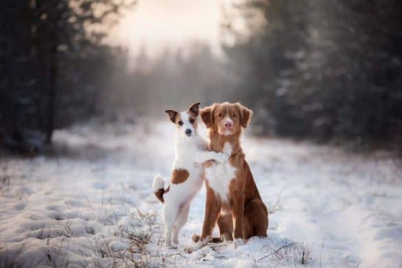Winterfreuden mit Hund