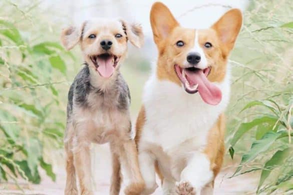 Ein gesunder Hund - was man wissen sollte. Zwei Hunde mit freudigem Blick und heraushängender Zunge. /Foto: unsplash