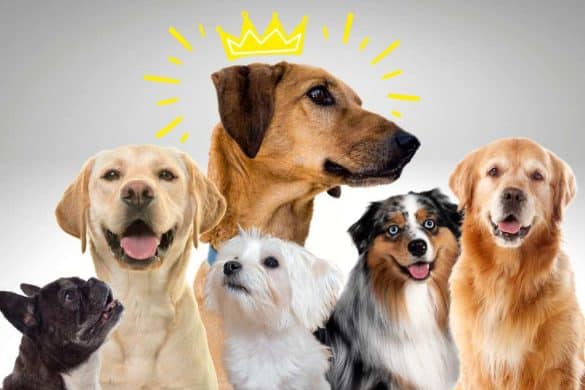 Viele Hunderassen sind um einen zentralen Hund versammelt, der als Mischling eine Krone trägt.