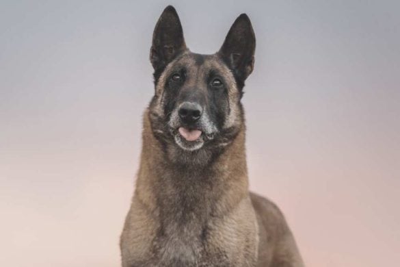 ein belgischer Schäferhund schaut in die Kamera.