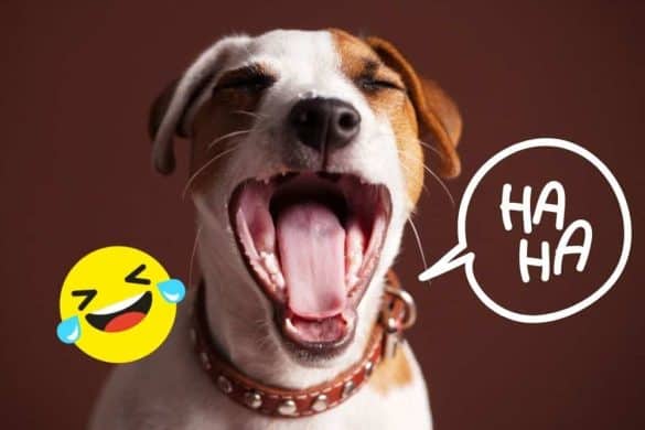 Ein lachender Hund als Symbol für die besten Hundewitze.