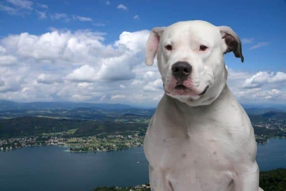 Ein Hund vor der Seelandschaft in Klagenfurt.