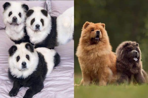 Links sind die Pandachows zu sehen, rechts zwei Chow Chows in ihren natürlichen Fellfarben semmelbraun und dunkelbraun.