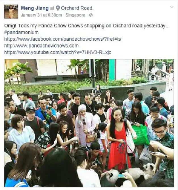 Ein Facebookscreenshot zeigt Jiang Meng mit ihren drei Pandachows in einer Menschenmenge.