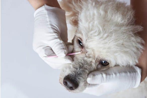 Ein weißer Pudel hat trändende Augen beim Hund, ein behandschuhter Mensch entfernt sie mit einem Wattestäbchen.