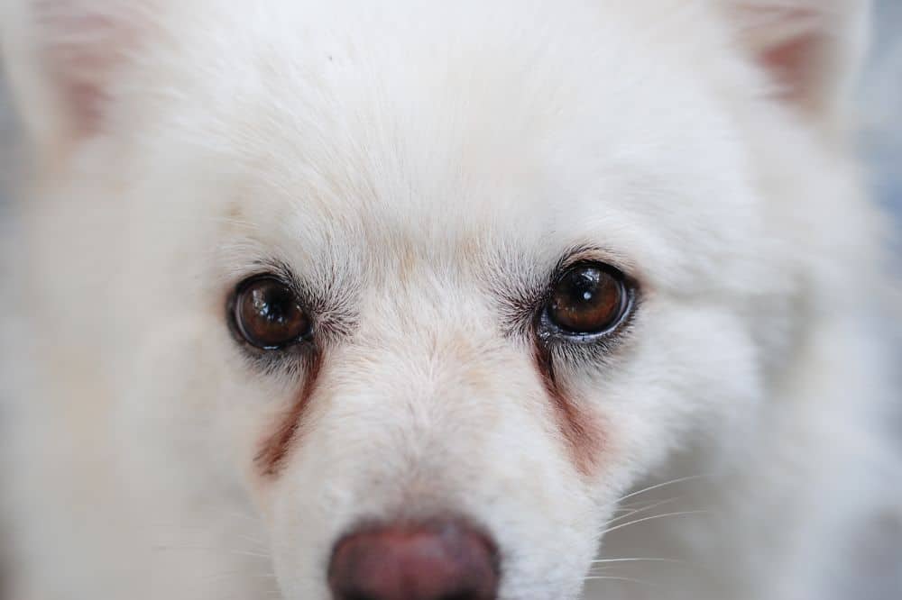 Ein weißer Hund mit tränenden Augen und deutlichen Tränenstraßen.