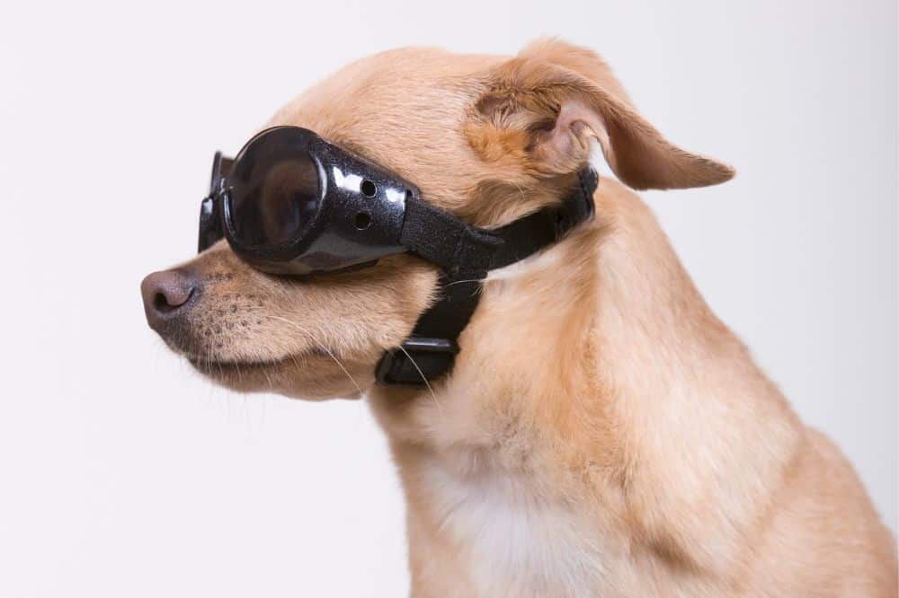 Ein Hund mit spezieller Sonnenbrille.