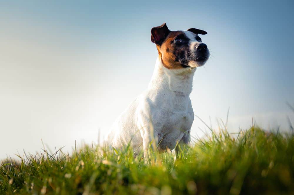 Ein Jack RUssell Terrier im hohen Gras.
