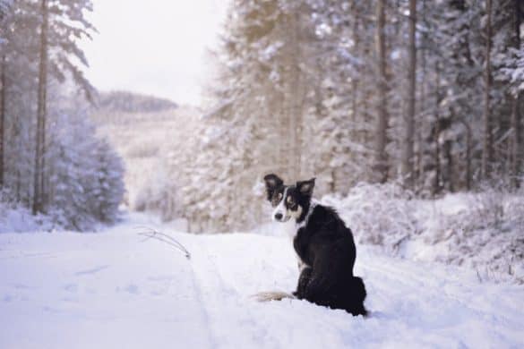 Hund sitzt auf einem schneebedeckten Weg.