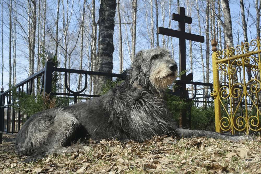 Irischer Wolshund liegt vor einem Grab.