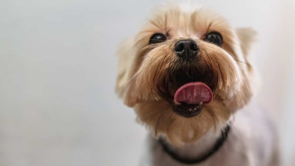 Gepflegter Hund mit heraushängender Zunge, freundliches Gesicht.